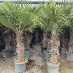 Palma konopná (Trachycarpus fortunei) - výška kmeňa 80-90 cm, celková výška 160-180 cm (-17°C)